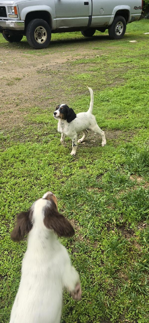 ENGLISH SETTER PUPS English Setter