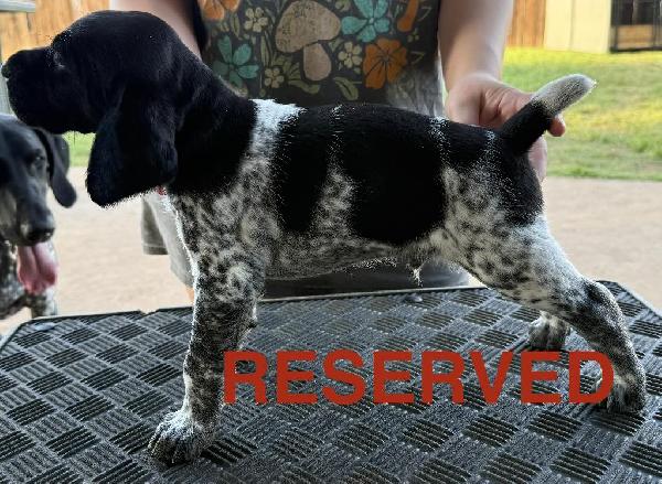 PUPPIES FOR SALE German Shorthaired Pointer