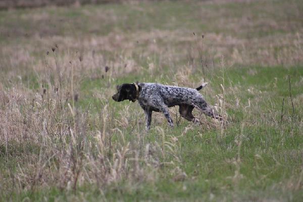 FINISHED GERMAN SHORTHAIR FEMALE German Shorthaired Pointer