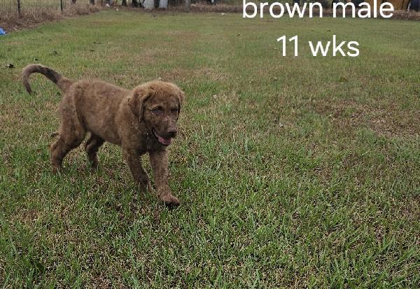 CHESAPEAKE PUPPIES Chesapeake Bay Retriever