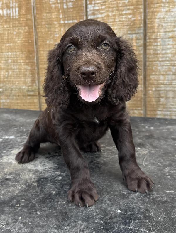 UKC REGISTERED PUPPIES Boykin Spaniels