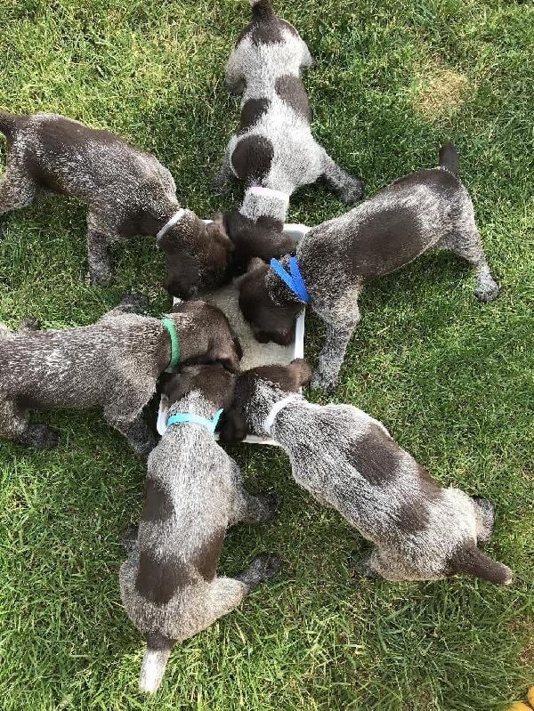 GERMAN WIREHAIRED POINTERS German Wirehaired Pointer