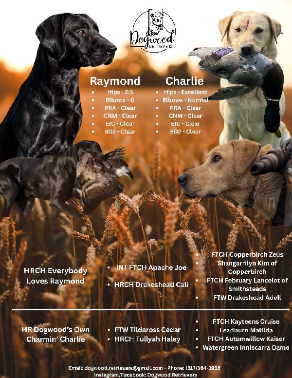 BRITISH BREEDING Labrador Retriever