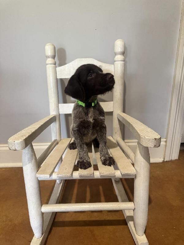 GWP PUPPIES German Wirehaired Pointer