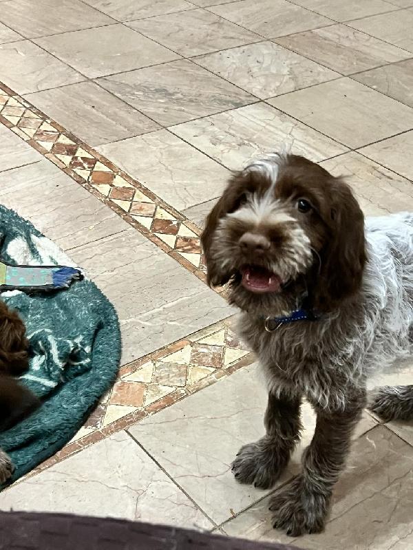WHISPERINGCREEK WIRE HAIRED POINTING GRIFFONS Wirehaired Pointing Griffon