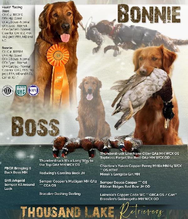 AKC FIELD BRED GOLDEN RETRIEVERS Golden Retriever