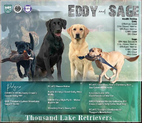 AKC FIELD-BRED LABRADORS Labrador Retriever