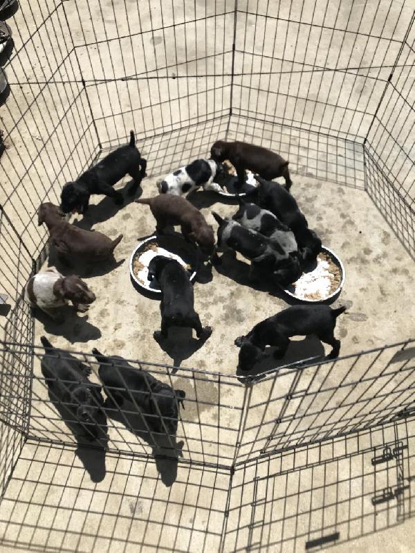 AKC CHAMPION BLOODLINE GSP PUPPIES German Shorthaired Pointer