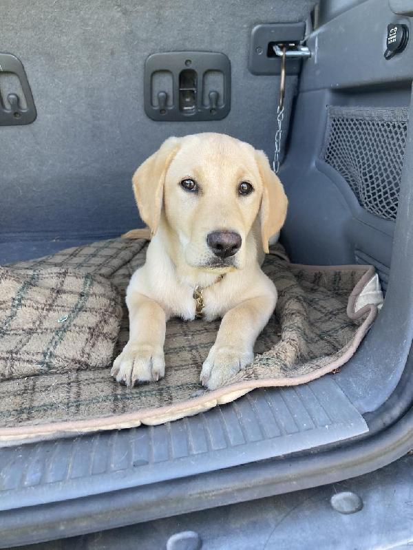 AKC YELLOW LABS Labrador Retriever