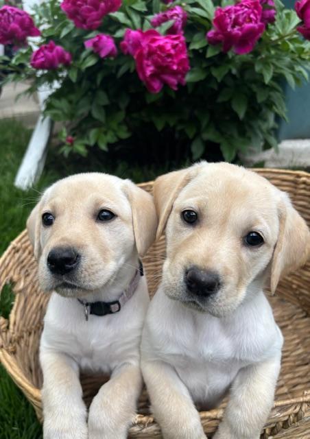 YELLOW/BLACK LAB PUPPIES TAKE HOME BEFORE 7/1 Labrador Retriever