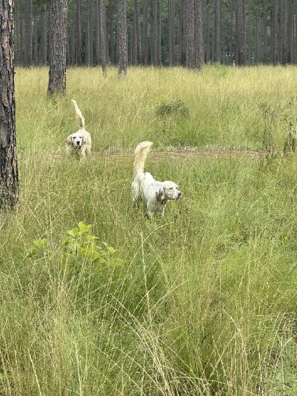 FINISHED BIRD DOGS English Setter