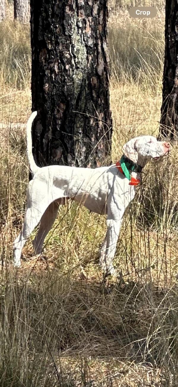 SOLID CLASSY POINTERS English Pointer