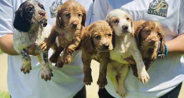 FIELD BRED ENGLISH COCKERS English Cocker Spaniel