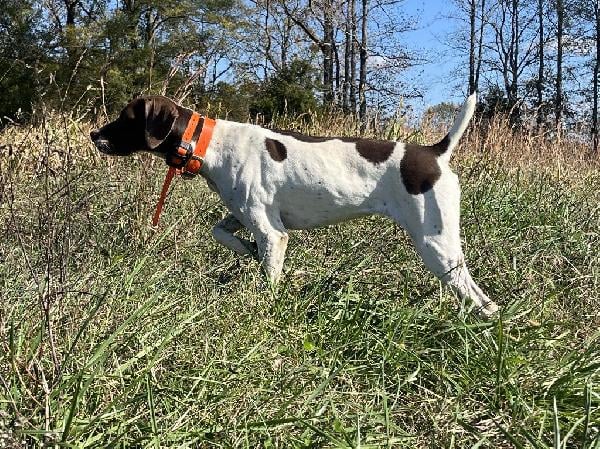 FINISHED GSP FEMALE FOR SALE German Shorthaired Pointer