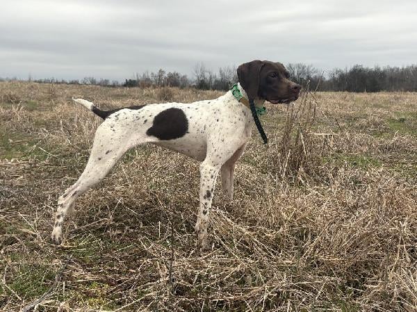 FINISHED GSP 1.5 YEAR OLD FEMALE FOR SALE German Shorthaired Pointer