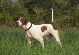 GUARD RAIL SPIRIT English Pointer
