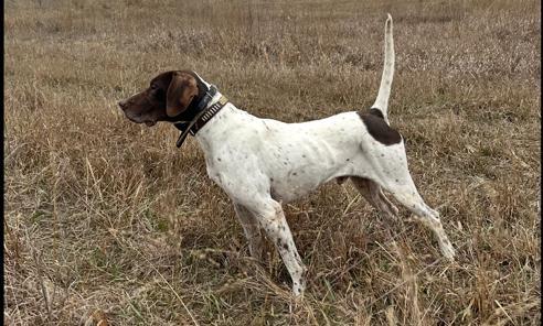 HONKY TONK GUNRUNNER & ERINS GREY TRACY English Pointer