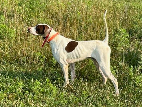 GUARD RAIL SHADOW & HARRIS BAD ATTITUDE English Pointer