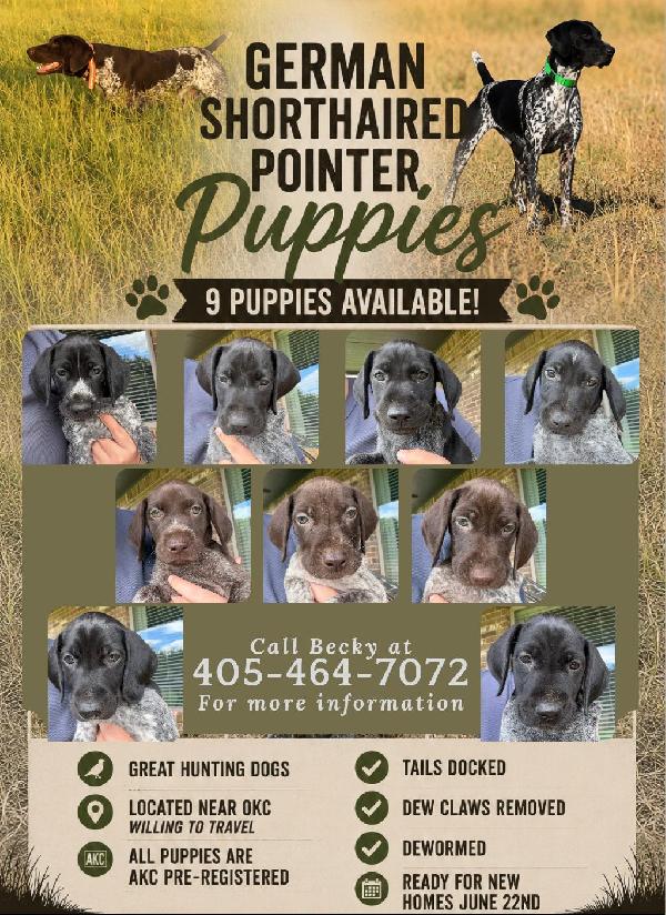 GSP PUPPIES READY-TO-GO! German Shorthaired Pointer