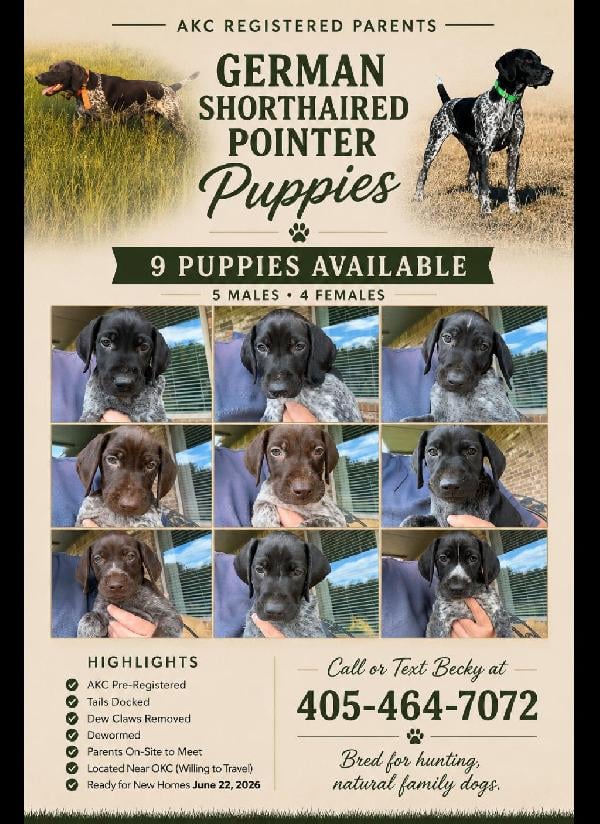 GSP PUPPIES READY-TO-GO! German Shorthaired Pointer