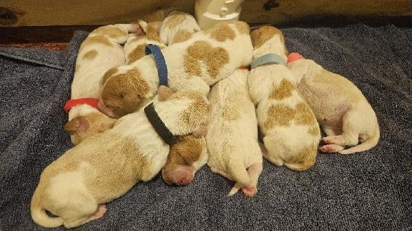 BRITTANY PUPS AVAILABLE LATE JULY American Brittany