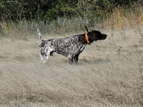 FC AFC THE RUGER MH UT1 NA1 FOR STUD German Shorthaired Pointer