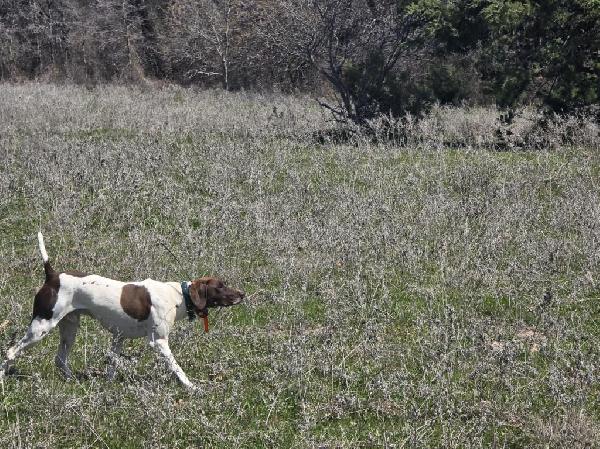 REDLEG DEEP DOWN CLOWN JOKES ON YOU UT2 FOR S German Shorthaired Pointer