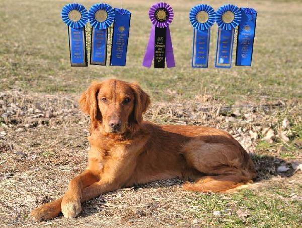 FIELD GOLDEN PUPS AVAILABLE Golden Retriever