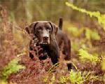 GERMAN SHORTHAIRED POINTER - STUD 