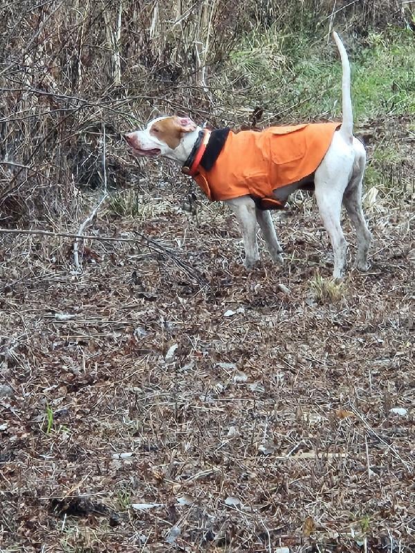 STUD AVAILABLE English Pointer
