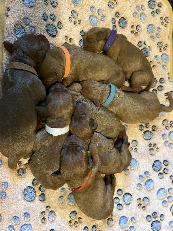 VIZSLA PUPPIES - HALL OF FAME PEDIGREE Hungarian Vizsla