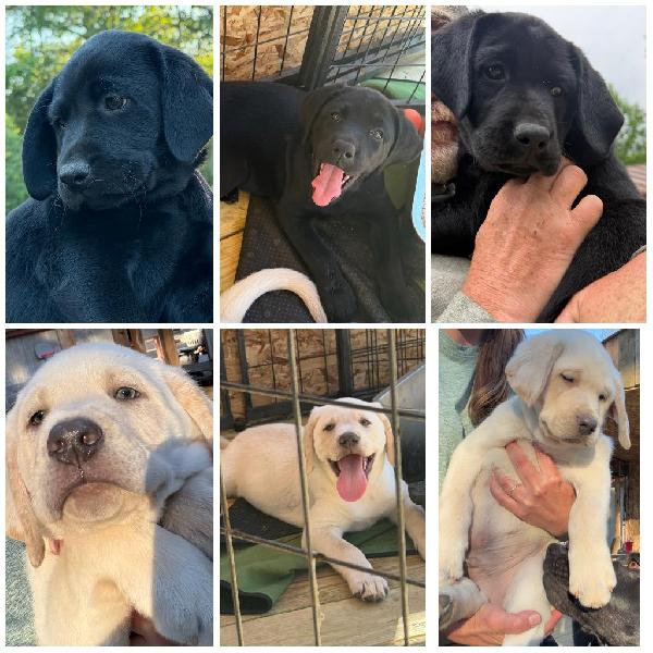 AKC LAB PUPPIES Labrador Retriever