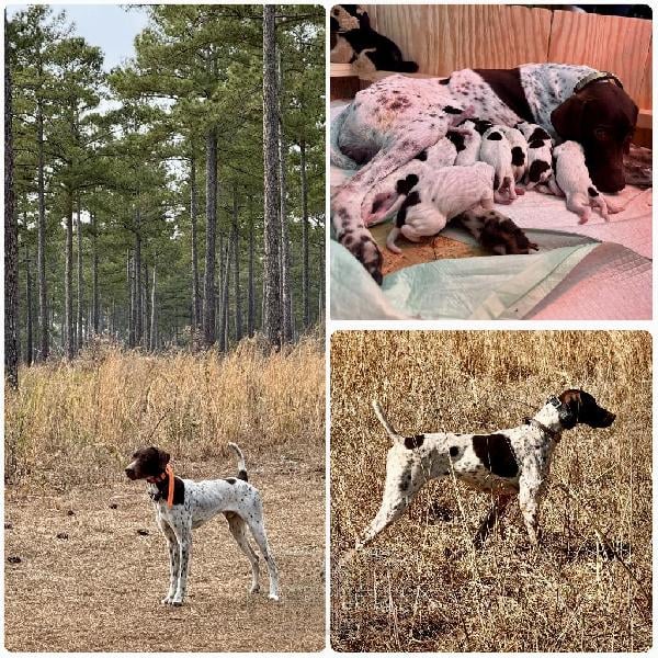 FC NATIONAL LEVEL GSP PUPPIES German Shorthaired Pointer