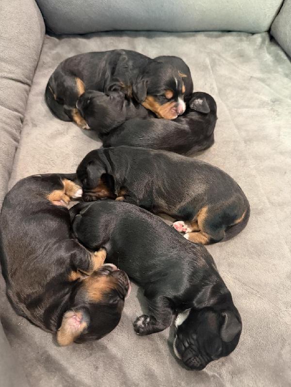 ENGLISH COCKER SPANIEL PUPS FOR SALE English Cocker Spaniel