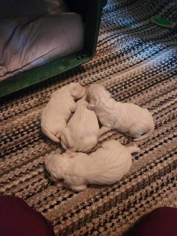 NEW LITTER English Pointer