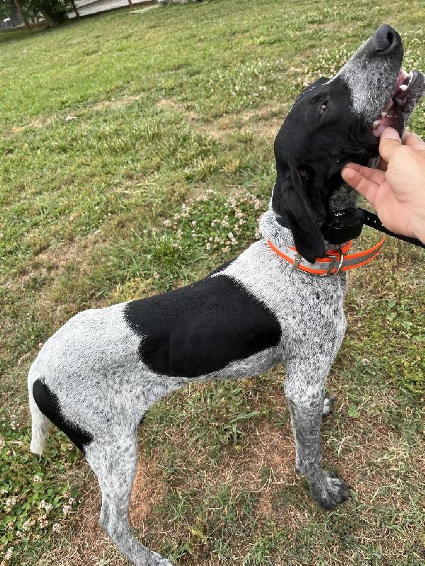 GSP PUP German Shorthaired Pointer