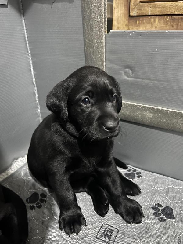 HR MARY X HRCH DJANGO MH Labrador Retriever