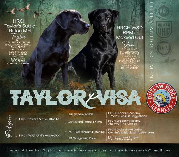 HRCH VISA X HRCH UH TAYLOR MH Labrador Retriever