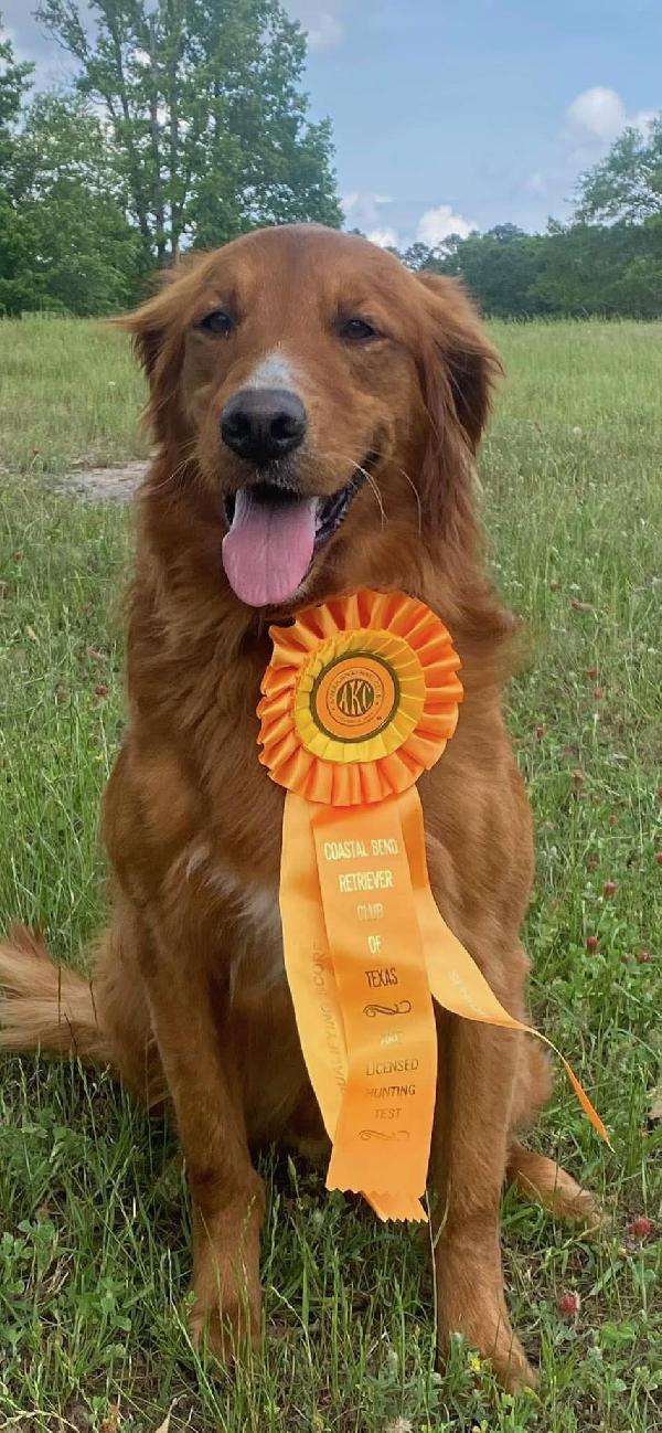 FIELD GOLDEN TOP BRASS PUPPIES Golden Retriever