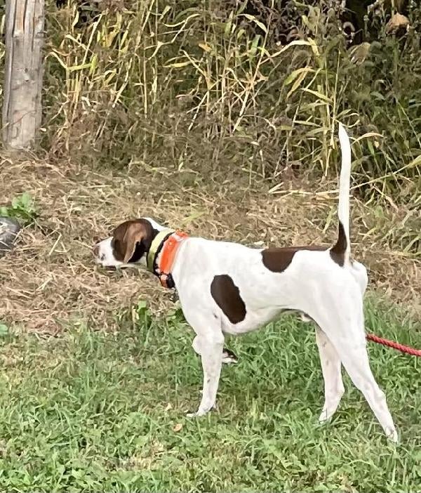 ENGLISH POINTER PUPS LITTER ANNOUNCEMENT English Pointer