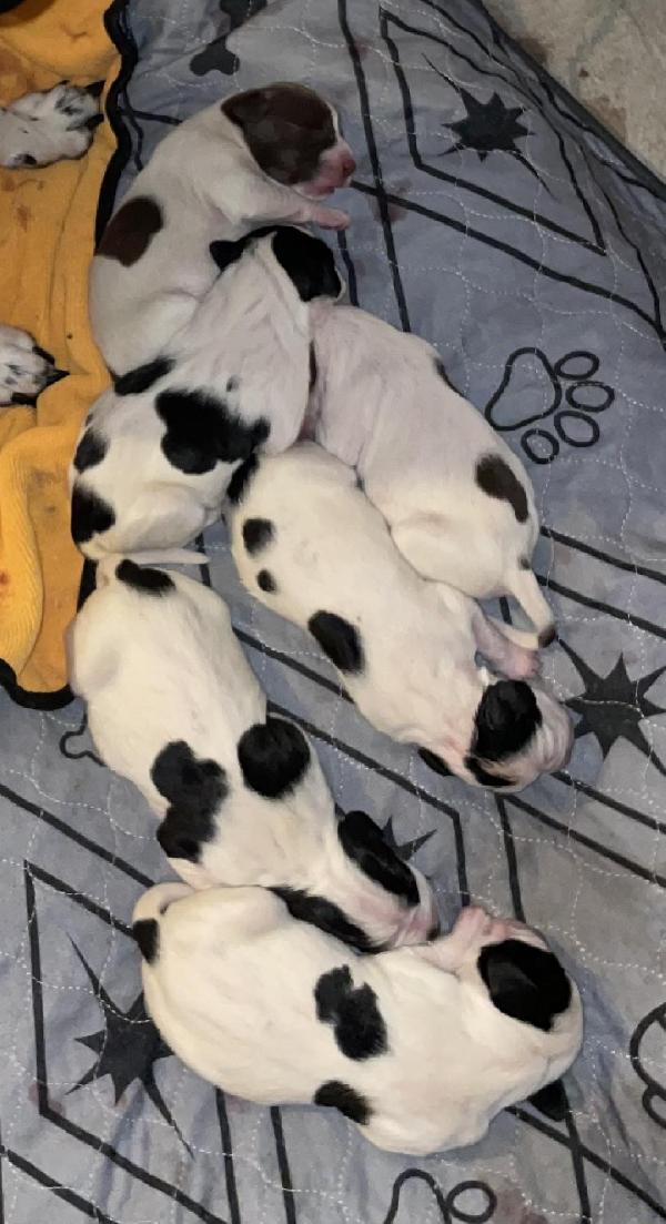 ENGLISH POINTER PUPS LITTER ANNOUNCEMENT English Pointer