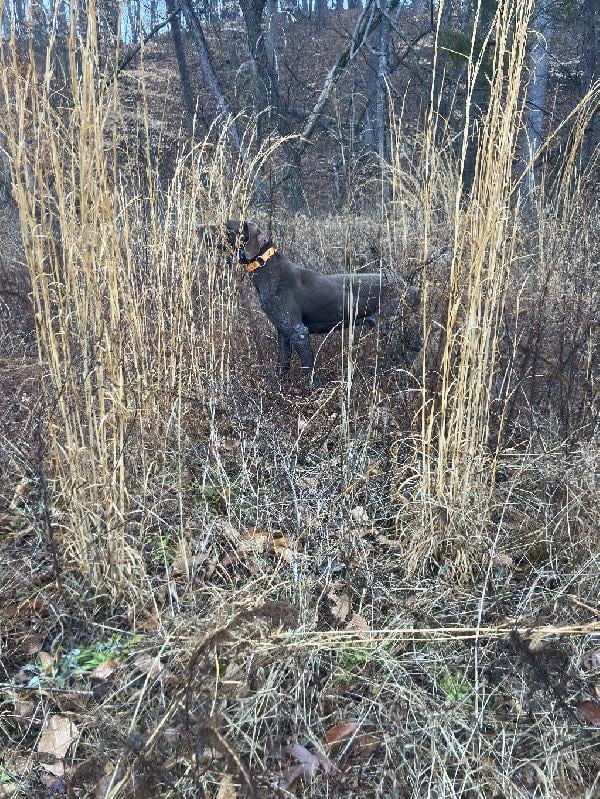 CHAMPION RUGERHEIM BLOODLINES German Shorthaired Pointer