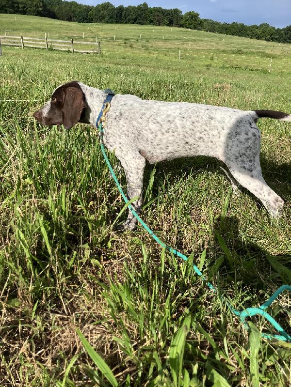 RUGERHEIM PUPPY FOR SALE German Shorthaired Pointer