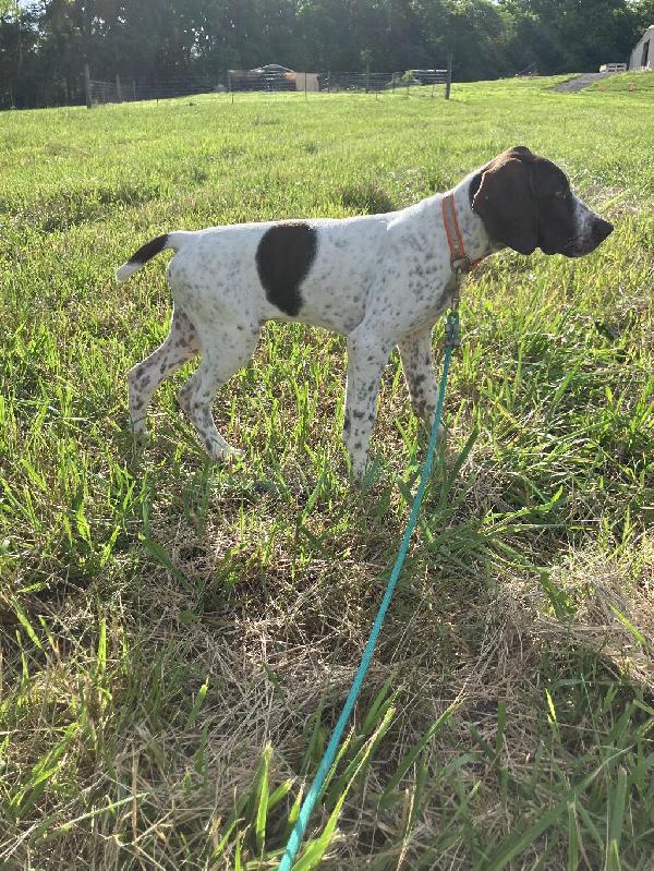 RUGERHEIM MALE PUPPY FOR SALE German Shorthaired Pointer
