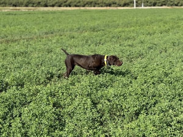 AKC REGISTERED STARTED GSP FEMALE German Shorthaired Pointer