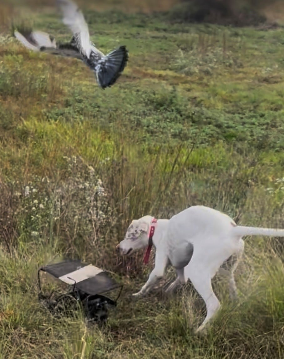 FLETCHER English Pointer