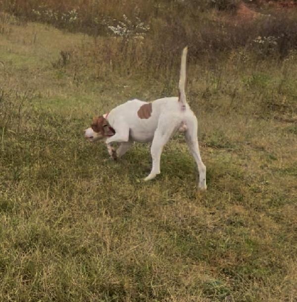 SAM English Pointer