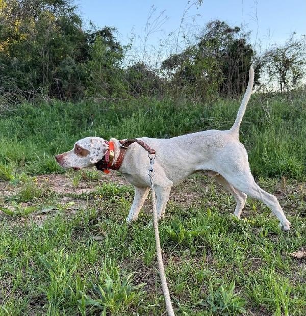 SCOUT English Pointer