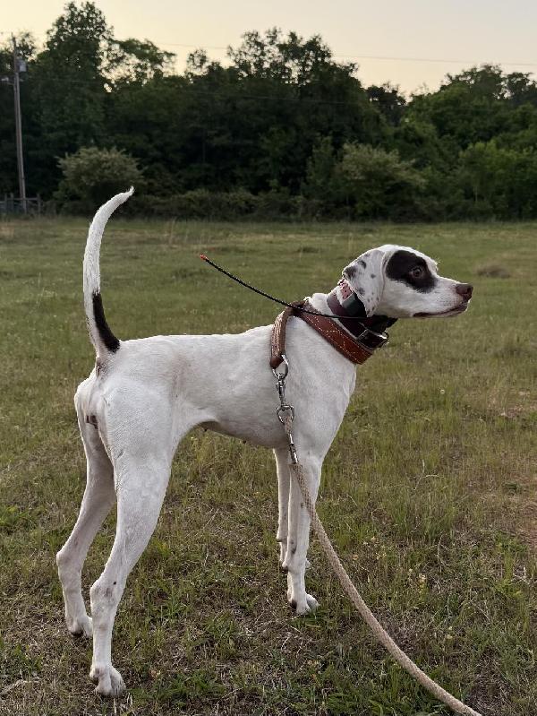 JENNY English Pointer