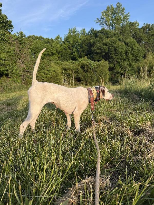 ERIN (ELHEW STRONG) English Pointer
